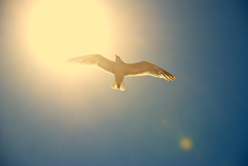 Seagull flying above clouds on sunny summer day