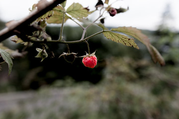 Closeup of wild raspberry