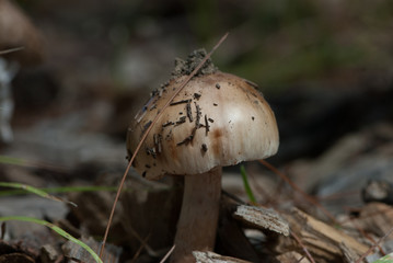 mushroom - 165815289
