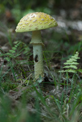 mushroom - 165815409