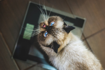 exotic shorthair colorpoint cat on scales looking up