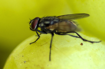 fly