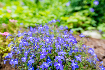 Closeup of blue flowerbed