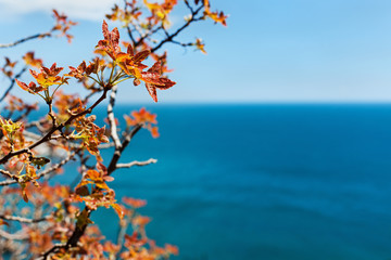 Summer scene - orange tree leaves on the sea background.