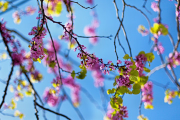 Blossoming Judas tree or Eastern Redbud tree (Cercis siliquastrum).