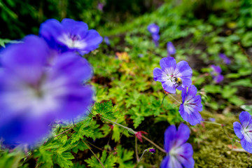 Closeup of bumblebee on violet flower