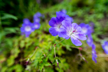 Closeup of violet flower