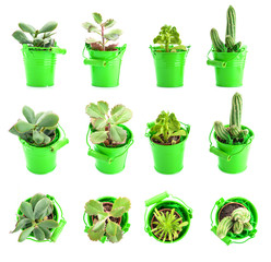 set of different pot plants. Cacti and succulents in different types in green pots isolated on white background