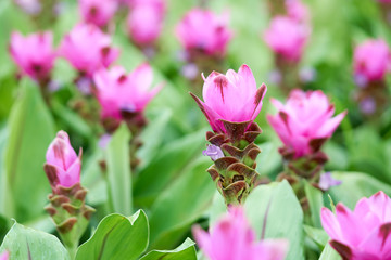 Siam tulip flowers(Curcuma  aeruqinosa Roxb.) pebble flowers in the field of flowers, which will bloom in the rainy season.