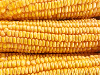 Dry yellow corn isolated food background.