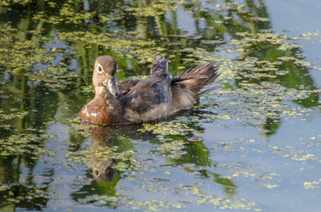 Female Duck in a Marsh