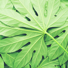 Obraz premium creative layout made of green tropical leaves, flat lay, frame. Nature concept