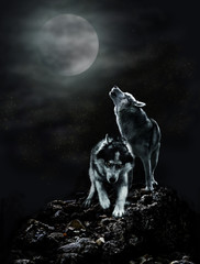 Obraz premium A pair of wolves on a dark night and the moon