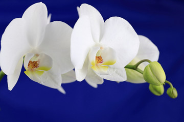 Obraz na płótnie Canvas Weiße Orchidee