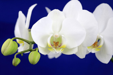 Weiße Orchidee
