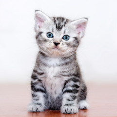 Cute American shorthair cat kitten
