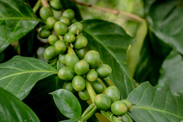 Many fresh coffee on the plant with green leaves.