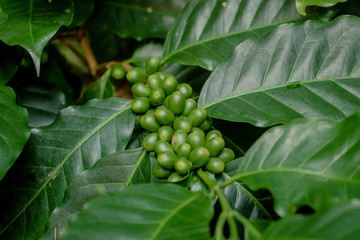 Many fresh coffee on the plant with green leaves.