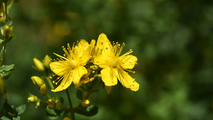 Johanniskraut Hypericum perforatum