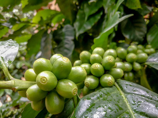 Many fresh coffee on the plant with green leaves.