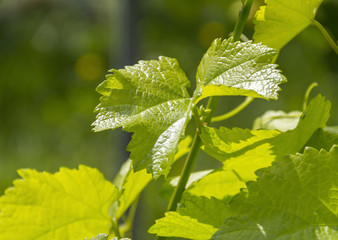 grapevine plant detail