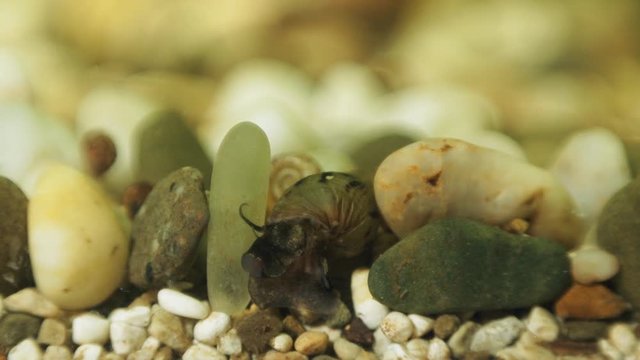 Macro shooting of the snail Melanoides tumcula, the mollusc eats the remains of the feed from the ground, moving apart the stones in the aquarium.