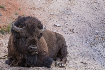 Fototapeta premium Bison