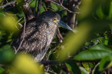 Juvenile Yellow-crowned Night-Heron