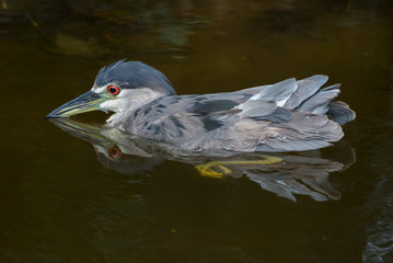 Black-crown Night Heron