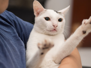 Fototapeta na wymiar Man Hug His White Cat