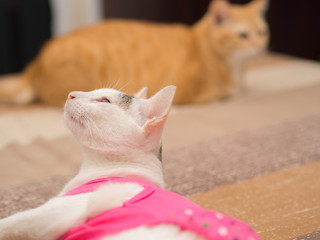 Curious White Cat with Pink Shirt Look Up