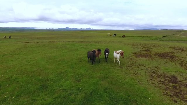 A herd of horses stand on a pasture in Iceland. Andreev.