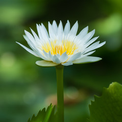 White lotus flower.