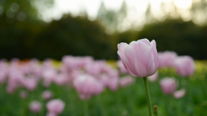 Obraz premium Tulip with blur background