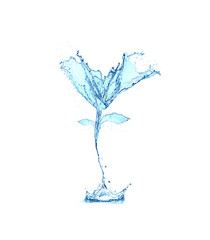 flower water splash isolated on white background