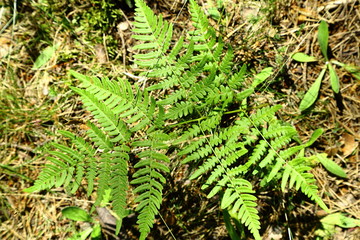 Green fern leaves in a forest summer