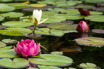 Red water lily flower seen from a low angle with a white flower and a bud in the background 
