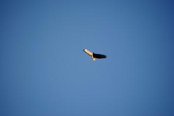 birdwatching in Sardegna
