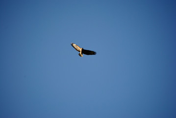 birdwatching in Sardegna