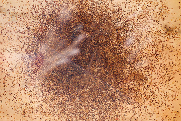 Abstack seeds background or texture.