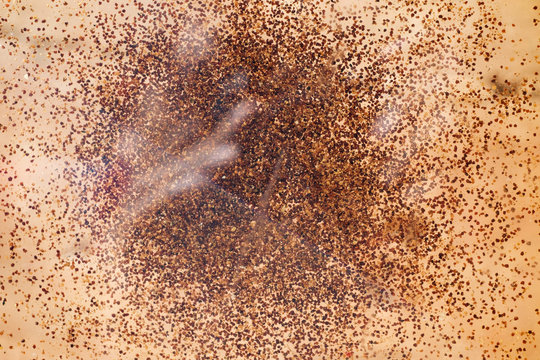 Abstack seeds background or texture.