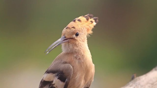 hoopoe opens his bangs
