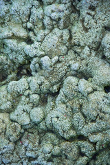 Old concrete wall as background. concrete wall background texture and mold