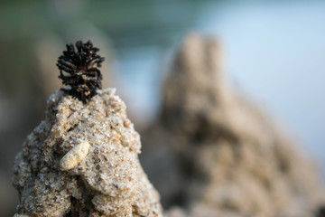 Pinecone Castle