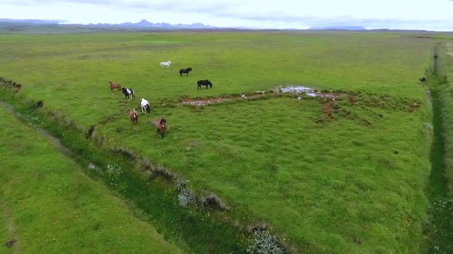 Icelandic horses walk through the fields. Andreev.