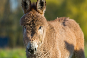 Fototapeta premium portrait of a donkey