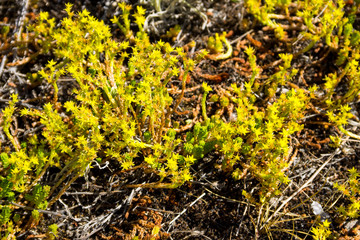 Goldmoss stonecrop flowers (Sedum acre) on meadow