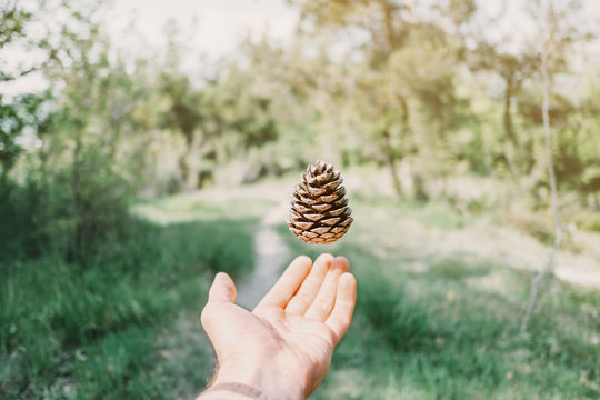 Pine cone over hand.