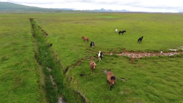 Panorama of pasture with horses in Iceland. Andreev.