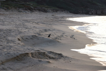 birdwatching in Sardegna